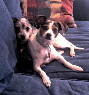 dogs_couch2.jpg